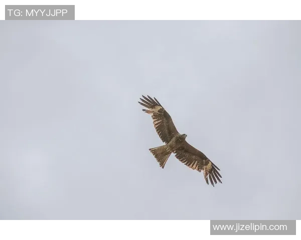 雄鹰展翅翱翔天空,领略自然界中的王者气度与生命力 雄鹰展翅翱翔天空,领略自然界中的王者气度与生命力