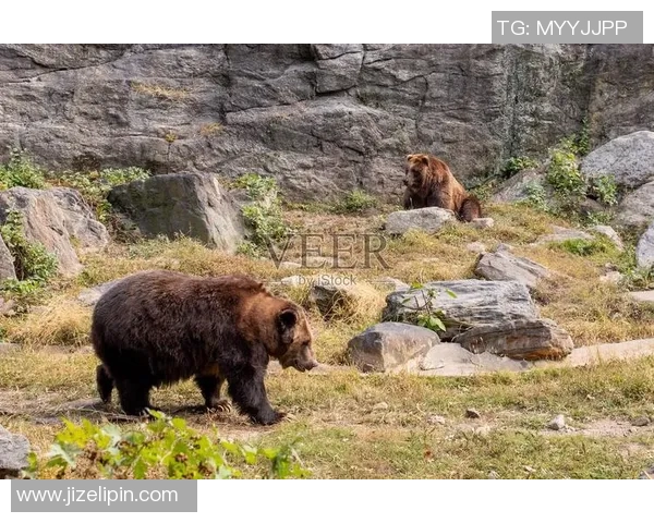 灰熊栖息地保护与生态平衡：探索灰熊在自然环境中的重要角色与未来挑战